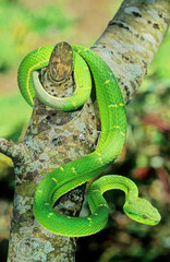 Bothriechis lateralis