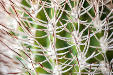 Exotic desert plants. Cactus. Background, banner