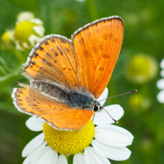 Close-up butterfly sitting on a chamomile flower.