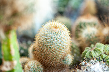 Exotic desert plants. Cactus. Background, banner