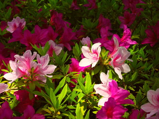 公園の木漏れ日の中の躑躅