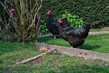 Black chickens outside australorp