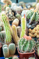 Cacti background, banner. A variety of succulent plants