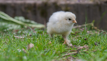 Brahma columbia buff fluffy chick on the grass, close up photo made in Weert the Netherlands