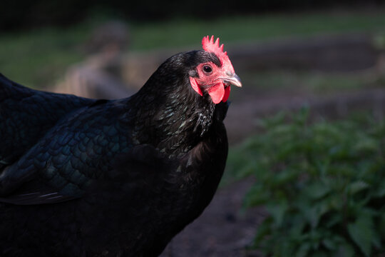 Black Australorp hen face in the sun close up photo