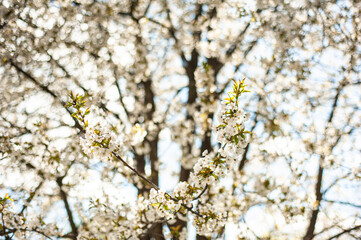 White cherry blossoms on a sunny day. Background, banner
