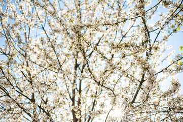 White blossom of apple blossoms on a sunny day on a background of blue sky. Background, banner