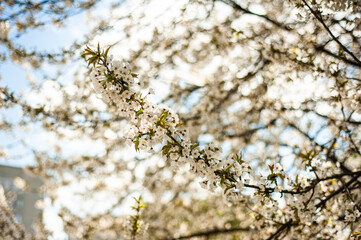 White blossom of apple blossoms on a sunny day on a background of blue sky. Background, banner