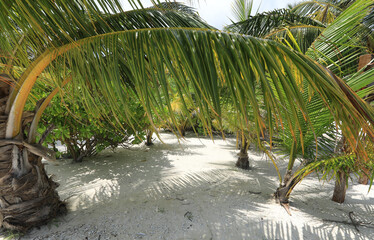 green palm trees on a tropical island in the Indian Ocean