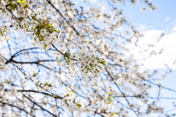 White cherry blossoms on a sunny day. Background, banner