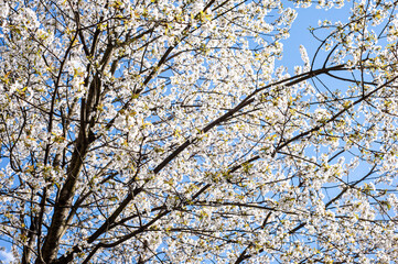White cherry blossoms on a sunny day. Background, banner