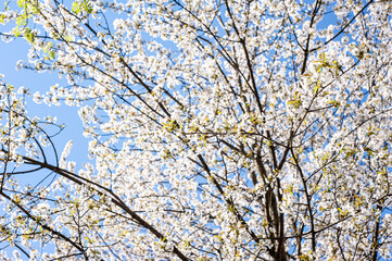 White blossom of apple blossoms on a sunny day on a background of blue sky. Background, banner