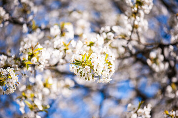 White cherry blossoms on a sunny day. Background, banner