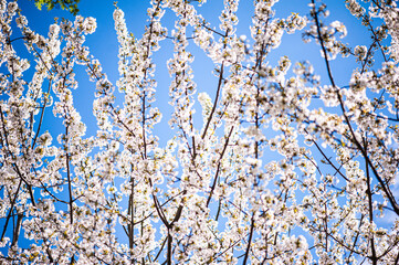 White cherry blossoms on a sunny day. Background, banner