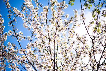 White cherry blossoms on a sunny day. Background, banner