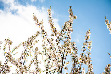 White cherry blossoms on a sunny day. Background, banner