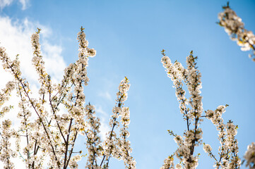 White cherry blossoms on a sunny day. Background, banner