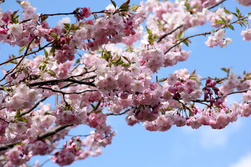 Pink cherry blossoms on branches on a sky background, Cherry blossoms or sakura in Riga, Latvia 