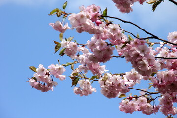 Pink cherry blossoms on branches on a sky background, Cherry blossoms or sakura in Riga, Latvia 