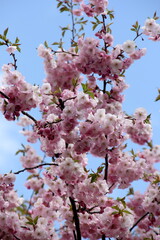 Pink cherry blossoms on branches on a sky background, Cherry blossoms or sakura in Riga, Latvia 