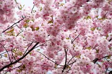 Pink cherry blossoms on branches on a sky background, Cherry blossoms or sakura in Riga, Latvia 
