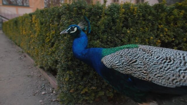 A large bird male peacock walks in the city park. The train consists highly elongated upper tail coverts. These feathers are marked with eyespots. A crest atop the head.