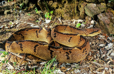 Lachesis muta