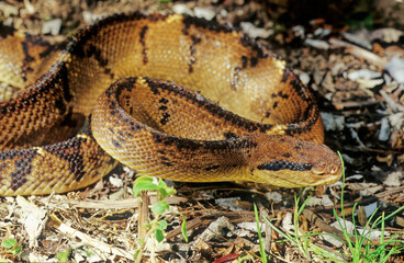 Lachesis muta