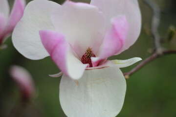 magnolia tree blossom