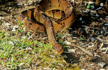 Lachesis muta