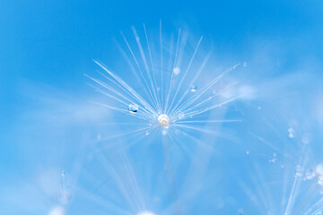 Dandelion seeds with dew drops are a perfect decoration for a stylish interior