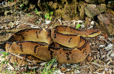Lachesis muta