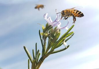 bee honey flower flying rosemary branch with flowers  isolated b