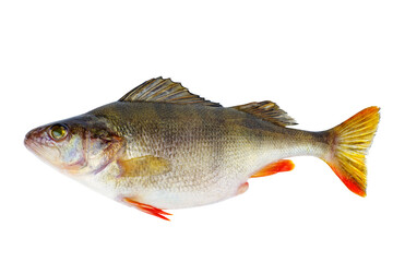 Bass fish isolated on white background.