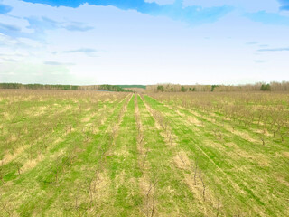 Fototapeta na wymiar Drone view of an apple orchard in early spring, trees without leaves