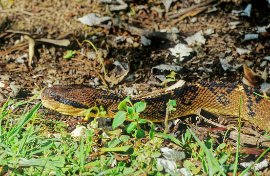 Lachesis Muta