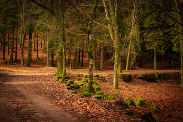 Pine trees on a hiking trail fall landscape with red and orande colors in Mondim de Basto, Portugal
