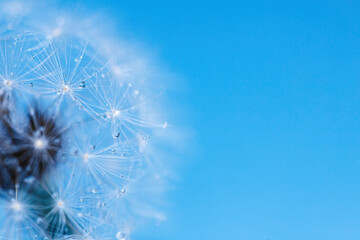 Dandelion seeds with dew drops are a perfect decoration for a stylish interior