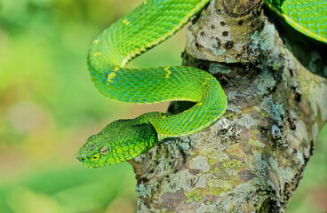 Bothriechis lateralis