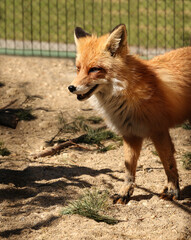 Portrait of a female red fox in the zoo.