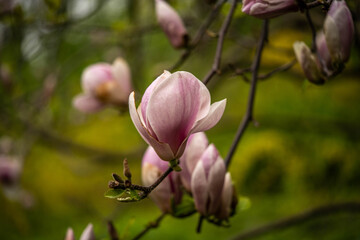 Fototapeta premium lovely blooming pink magnolia flower, spring day