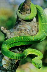 Bothriechis lateralis