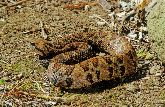 Bothrops Atrox