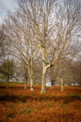 Naked tree without leaves on a fall landscape with blue sky on the background in Mondim de Basto, Portugal