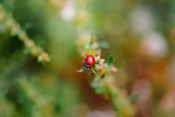 Spring Nature background. Green grass with ladybug. Beautiful nature background with morning fresh grass and ladybug.