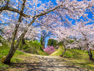 Pathway through a park with cherry blossom trees blooming in full (Kamegajo park, Inawashiro, Fukushima)