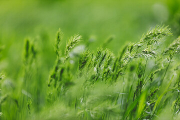 Group of spikelets on background of green grass