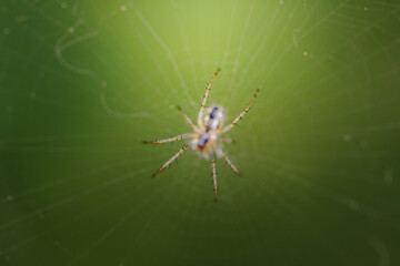 Cute small spider in its habitat. Insect detailed portrait with soft green background. Wildlife scene from nature.