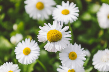 Chamomile flowers background, white-yellow buds among green grass