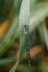 blue dragonfly sits on a grass on a meadow